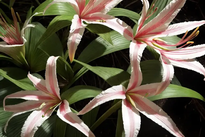 Crinum americanum (swamp lily) — photo 2