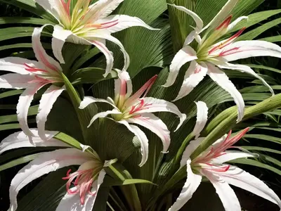 Crinum Americanum (Swamp Lily)