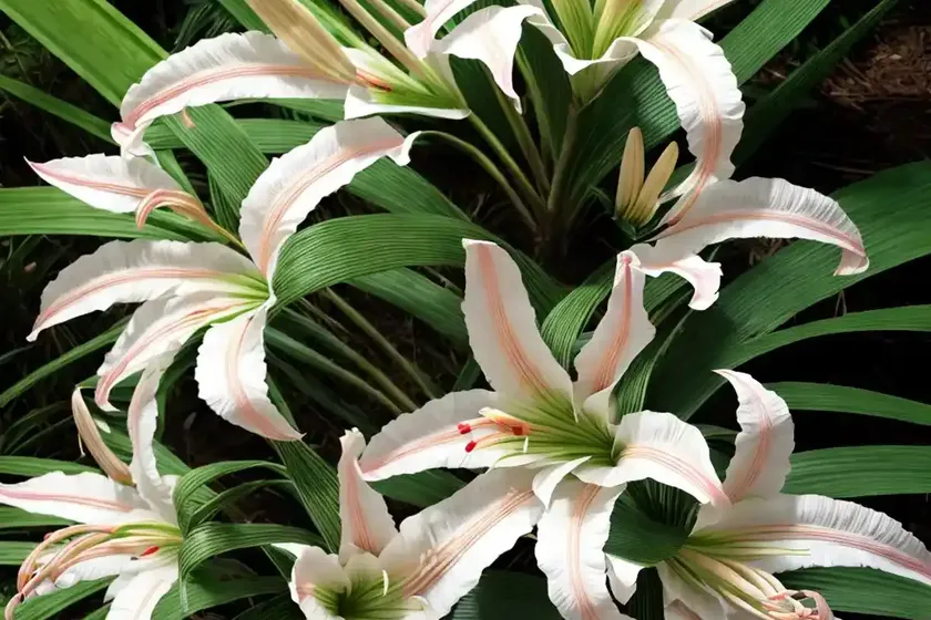 Crinum Asiaticum (Giant Lily) — photo 3
