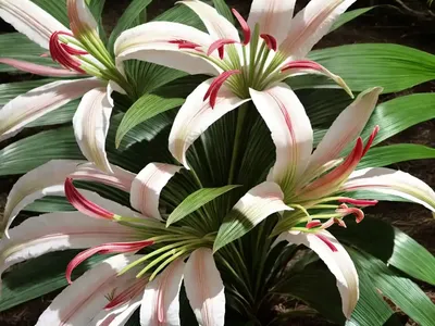 Crinum Asiaticum (Giant Lily)
