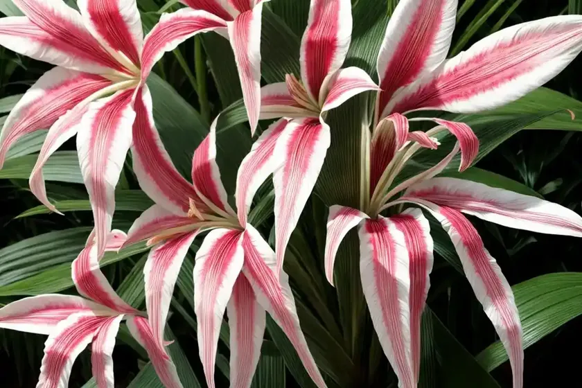 Crinum ‘cintho alfa’) — photo 3