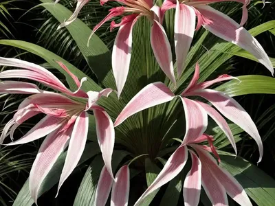 Crinum ‘Cintho Alfa’)