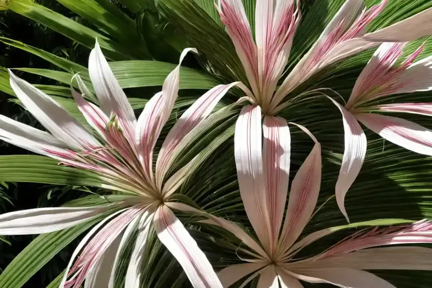 Crinum (crinum bulbispermum) — photo 2