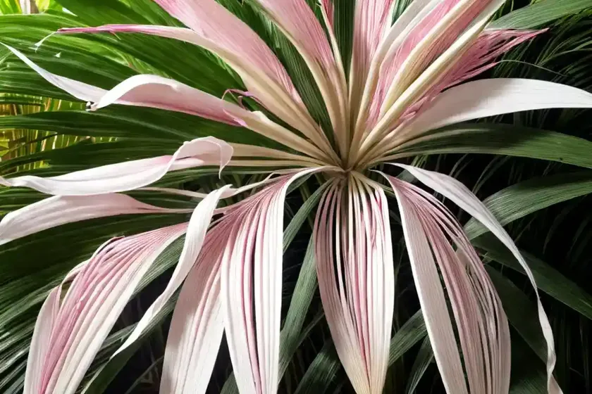 Crinum (crinum bulbispermum) — photo 3