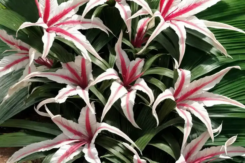 Crinum (crinum (group) — photo 2