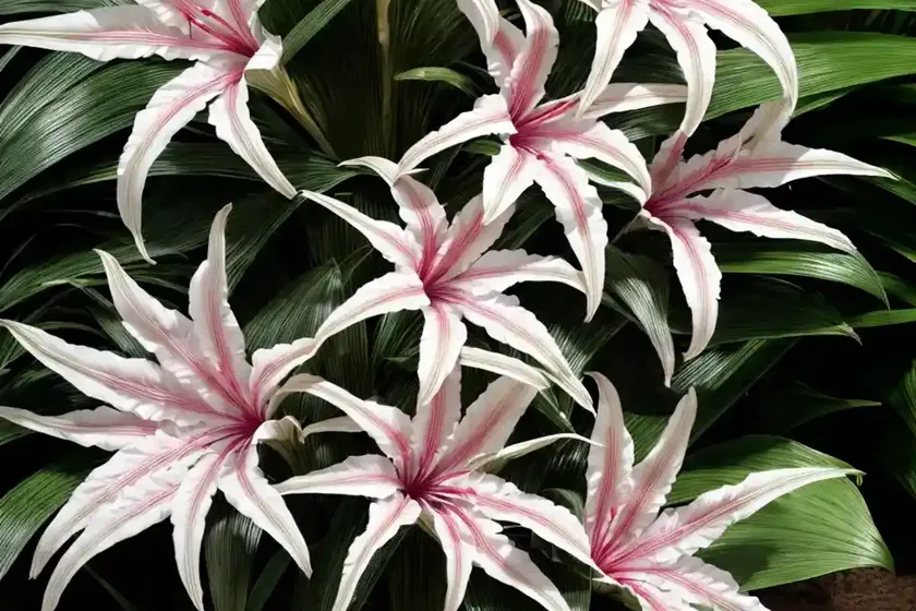 Crinum (crinum (group) — photo 3
