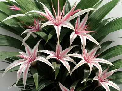 Crinum (Crinum (group)
