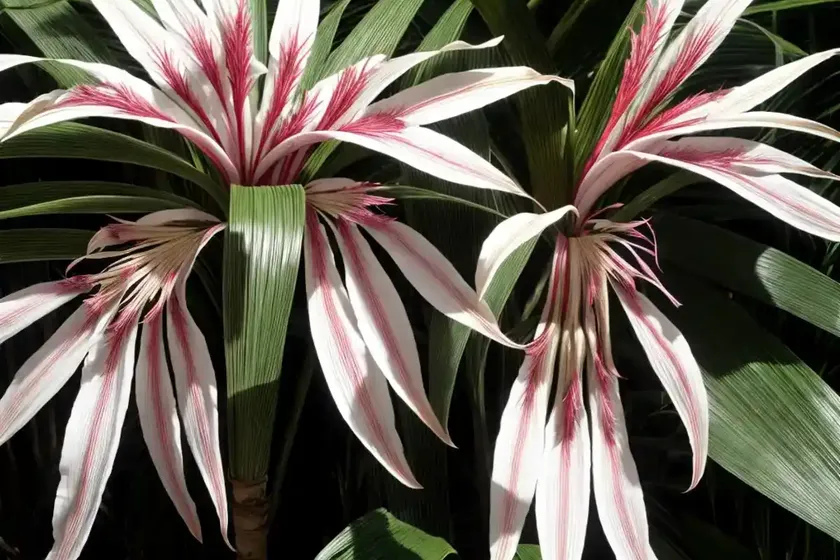 Crinum (Crinum Jagus) — photo 2