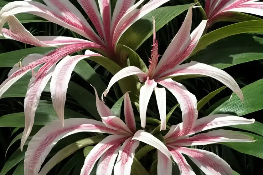 Crinum (Crinum Jagus) — photo 3