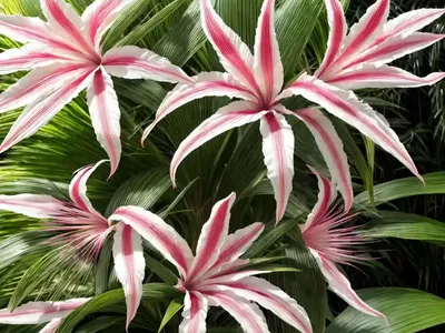 Crinum (Crinum Jagus)