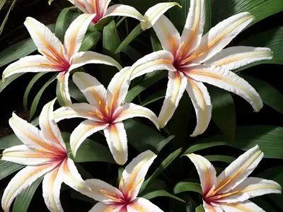 Crinum (Crinum Lilies)