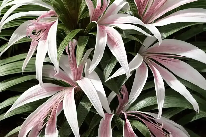 Crinum (crinum x powellii) — photo 3