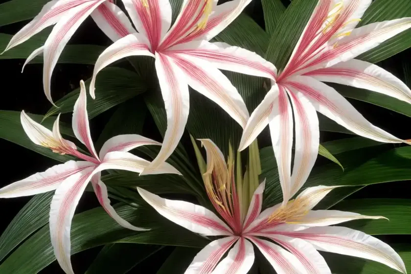 Crinum ‘ellen bosanquet’) — photo 2
