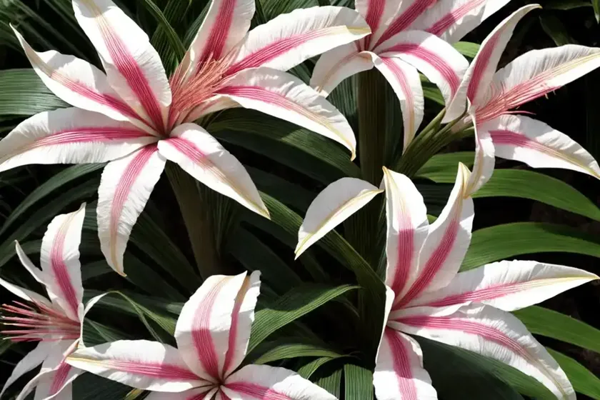 Crinum ‘ellen bosanquet’) — photo 3