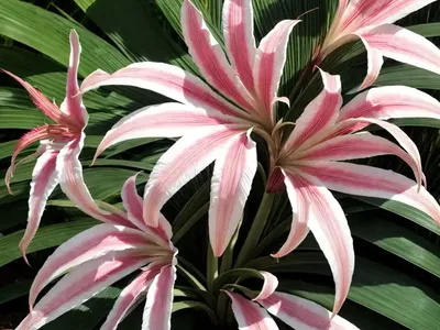 Crinum ‘Ellen Bosanquet’)