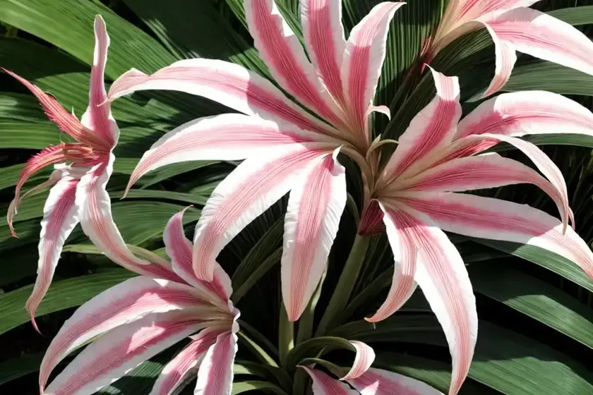 Crinum ‘ellen bosanquet’)