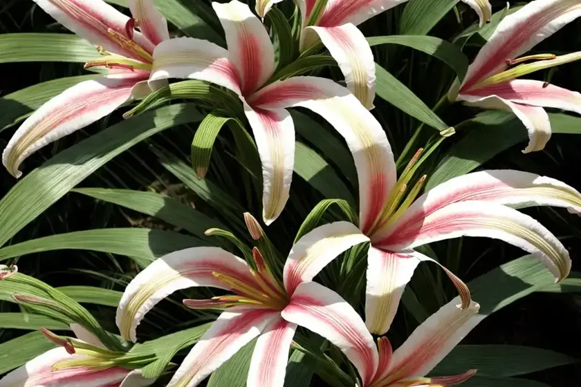 Crinum moorei (natal lily) — photo 2