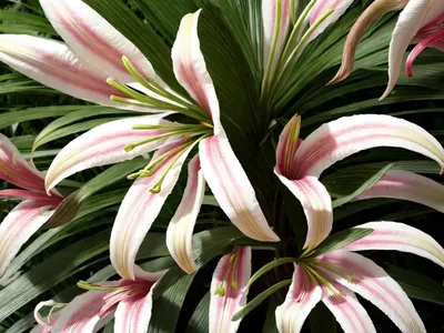 Crinum Moorei (Natal Lily)