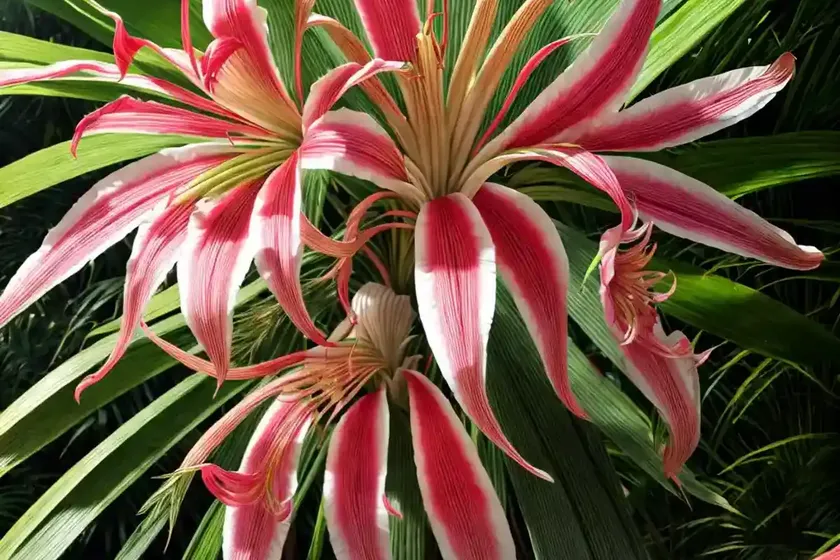 Crinum procerum var. splendens (queen emma lily) — photo 3