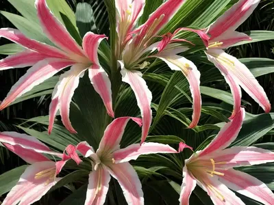 Crinum Procerum Var. Splendens (Queen Emma Lily)