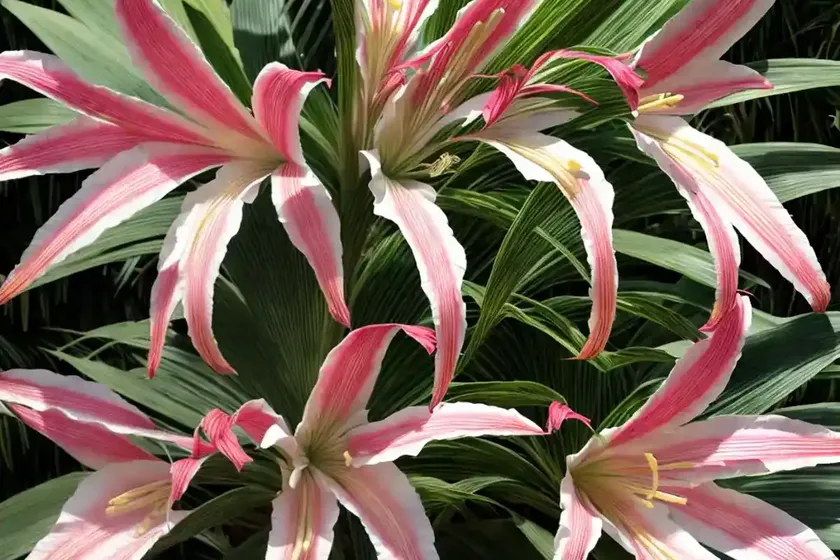 Crinum procerum var. splendens (queen emma lily)