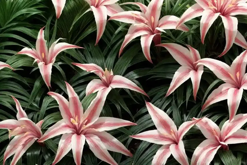 Crinum ‘stars and stripes’) — photo 3