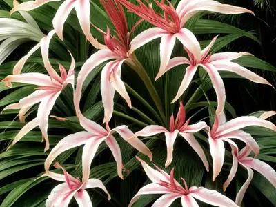 Crinum ‘Stars And Stripes’)