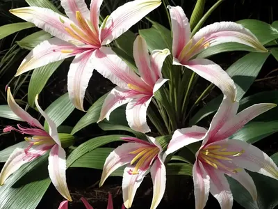 Crinum X Powellii ‘Album’ (Swamp Lily)