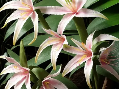 Crinum X Powellii (Swamp Lily)