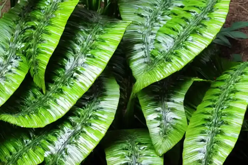 Crocodile fern (microsorium musifolium ‘crocodyllus’) — photo 3