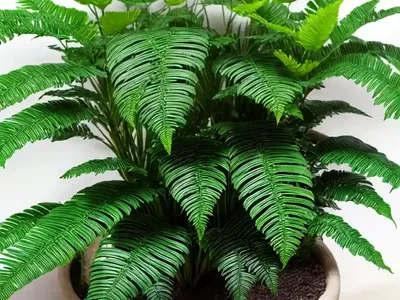 Crocodyllus Fern (Microsorum Musifolium)