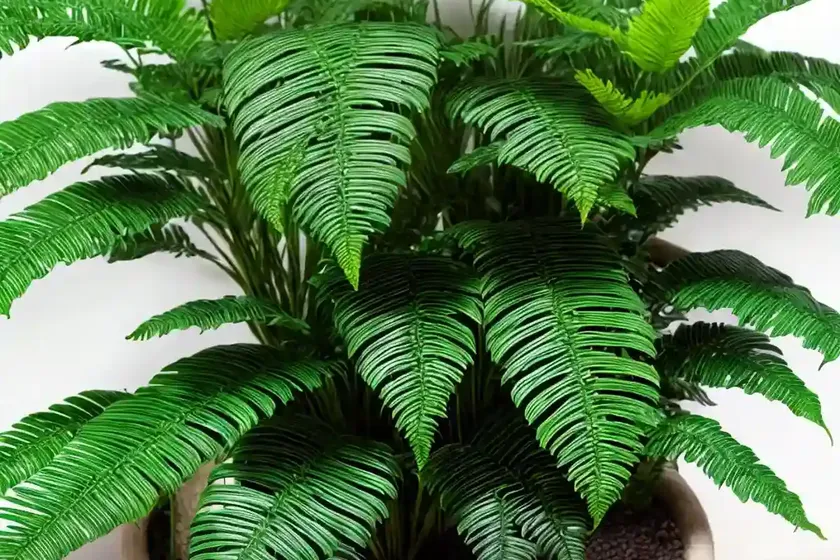 Crocodyllus fern (microsorum musifolium)