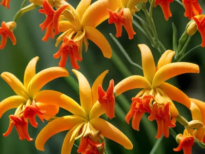 Crocosmia Lucifer (Crocosmia ‘Lucifer’)