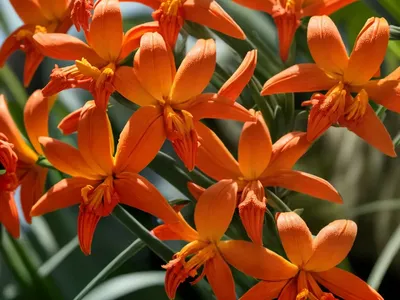 Crocosmia ‘Lucifer’ (Montbretia)