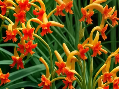 Crocosmia Masoniorum)