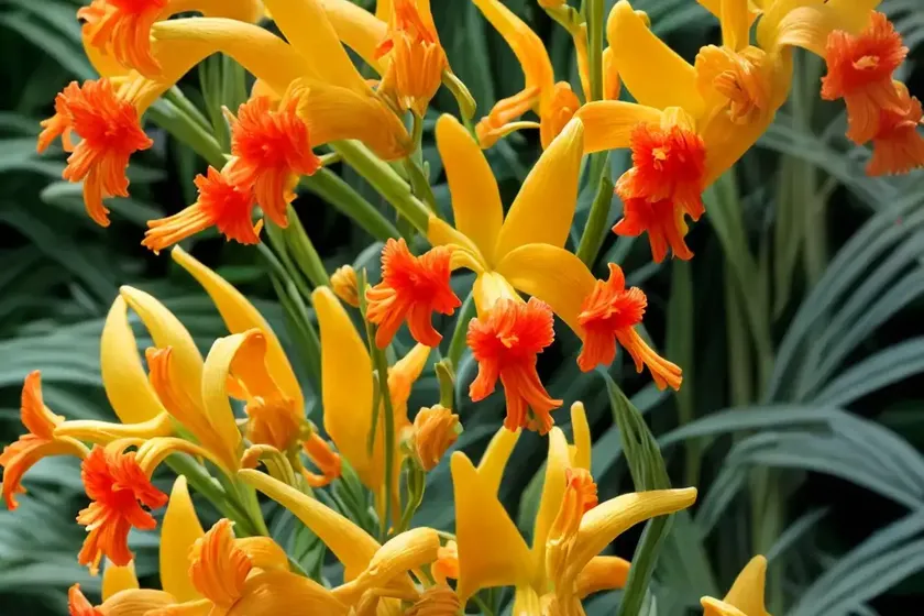 Crocosmia X Crocosmiiflora ‘Babylon’) — photo 3