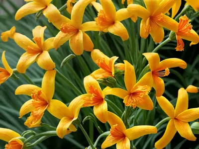 Crocosmia X Crocosmiiflora ‘Buttercup’)