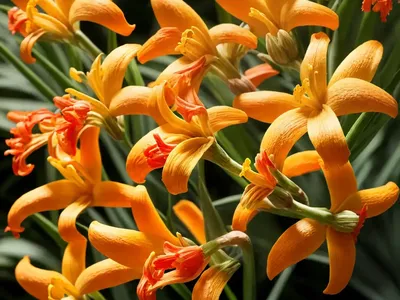 Crocosmia X Crocosmiiflora ‘Columbus’)