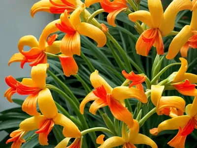 Crocosmia X Crocosmiiflora ‘Emily Mckenzie’)