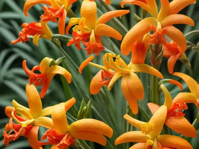 Crocosmia X Crocosmiiflora ‘George Davison’)