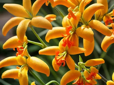 Crocosmia X Crocosmiiflora ‘Honey Angels’)