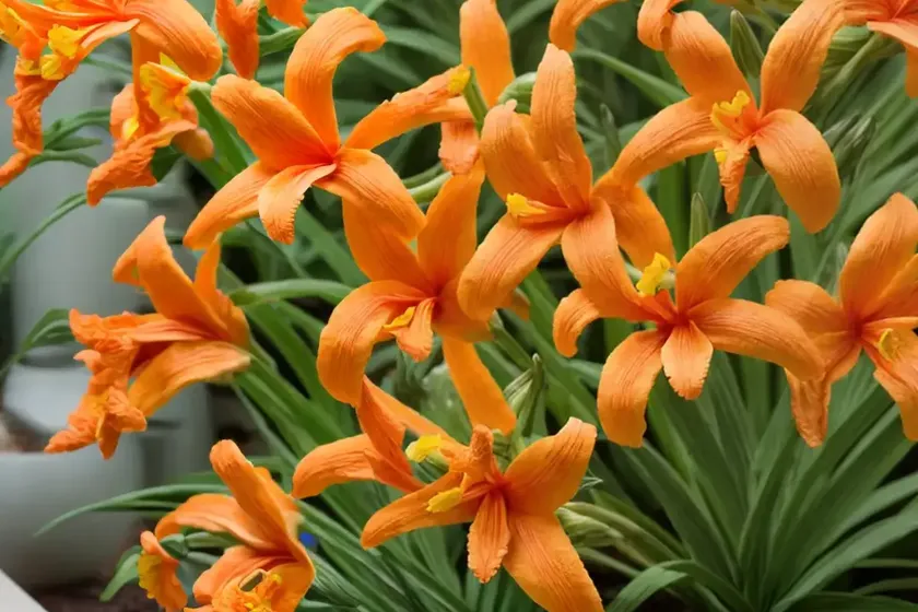 Crocosmia x crocosmiiflora ‘meteore’) — photo 3