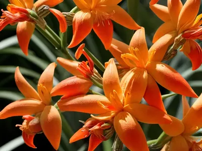 Crocosmia X Crocosmiiflora ‘Star Of The East’ (Montbretia)
