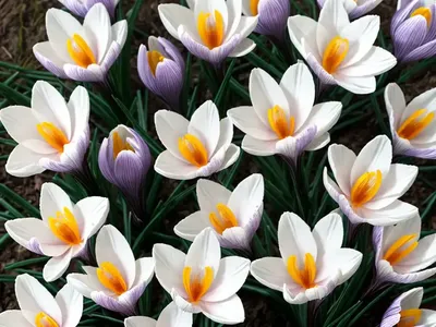 Crocus Chrysanthus ‘Herald’ (Snow Crocus)
