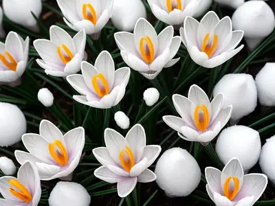 Crocus Chrysanthus ‘Snow Bunting’ (Snow Crocus)
