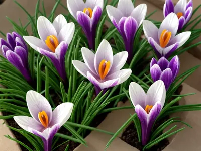 Crocus Minimus ‘Spring Beauty’)