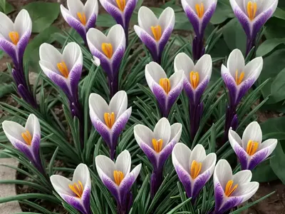 Crocus Olivieri Subsp. Balansae ‘Orange Monarch’)