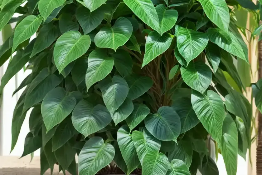 Cross vine (bignonia capreolata) — photo 3