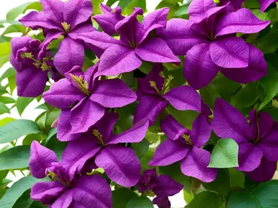 Cross Vine ‘contessa Sara’ (Bignoniaceae)