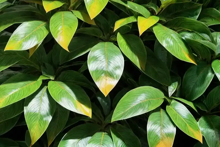 Croton (Codiaeum Variegatum) — photo 3